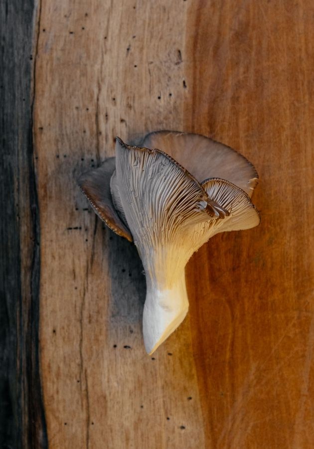 Pleurote posée sur bois au restaurant Sanzarù à Bruxelles